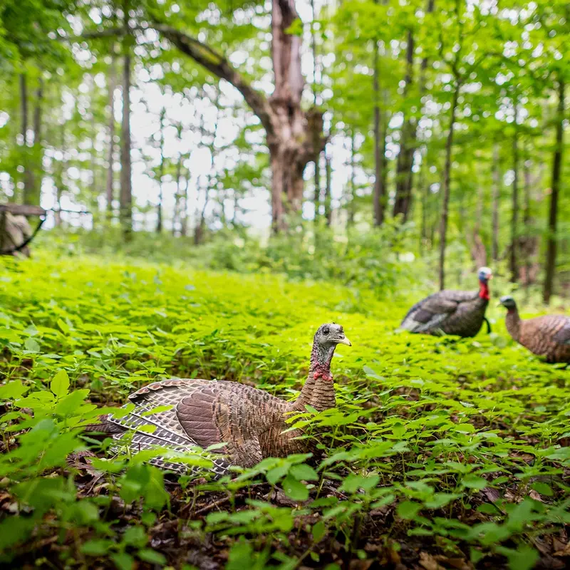 AvianX LCD Laydown Hen Turkey Decoy